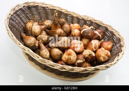 Tulpenzwiebeln Narzissenzwiebeln und, bulbes de tulipes et bulbes de jonquilles Banque D'Images