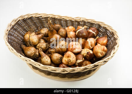 Tulpenzwiebeln Narzissenzwiebeln und, bulbes de tulipes et bulbes de jonquilles Banque D'Images