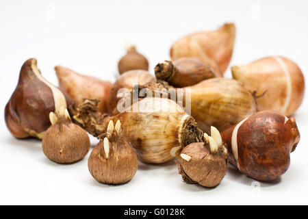 Tulpenzwiebeln Narzissenzwiebeln Krokuszwiebeln, und, bulbes de tulipes, bulbes de jonquilles et crocus bulbes Banque D'Images