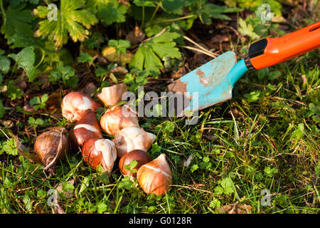 Tulpenzwiebeln Narzissenzwiebeln und, bulbes de tulipes et bulbes de jonquilles Banque D'Images