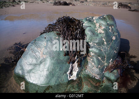 Un grand rock métallique vert malachite, peut-être, couverts d'algues sur la plage de Pwllheli, Aberdaron, au nord du Pays de Galles Banque D'Images