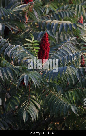 Vinaigrier (Rhus typhina) Blossom. Banque D'Images