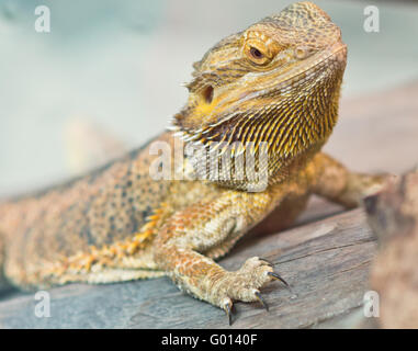 Close up of yellow iguana Banque D'Images