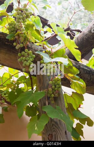 Raisins verts sur la vigne à Saint Augustine, Floride, USA Banque D'Images