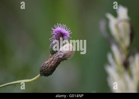 Les capitules du chardon des champs (Cirsium arvense), la floraison et avec pappus. Banque D'Images