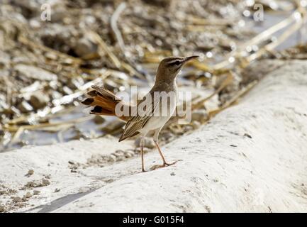 Bruant à queue l'Est Robin Scrub Banque D'Images