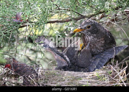 Un peu d'alimentation blackbird oiseaux dans leur nid Banque D'Images