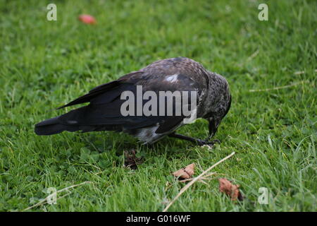 Chat westerm choucas (Corvus monedula) manger sur l'herbe. Banque D'Images