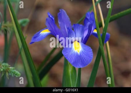 Iris hollandais Banque D'Images