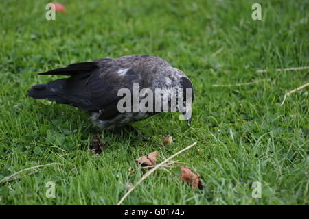 Chat westerm choucas (Corvus monedula) manger sur l'herbe. Banque D'Images