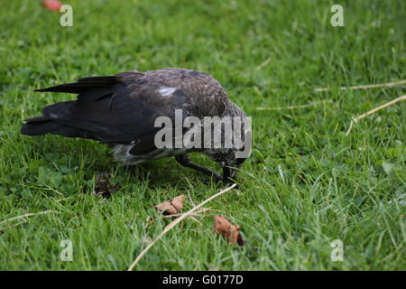 Chat westerm choucas (Corvus monedula) mange de l'herbe. Banque D'Images