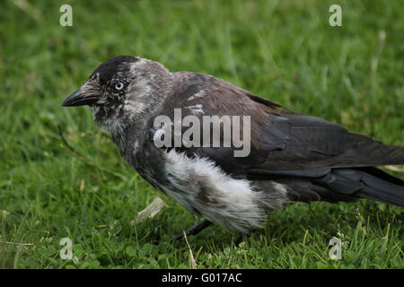 Chat westerm choucas (Corvus monedula) sur l'herbe. Banque D'Images