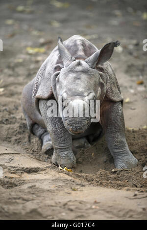 Rhinocéros unicorne de l'Inde Banque D'Images