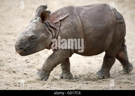 Rhinocéros unicorne de l'Inde Banque D'Images