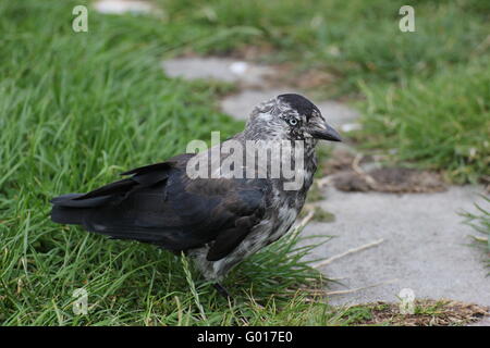 Chat westerm choucas (Corvus monedula) sur l'herbe. Banque D'Images