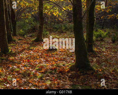 L'automne dans la vallée de Duddon Banque D'Images