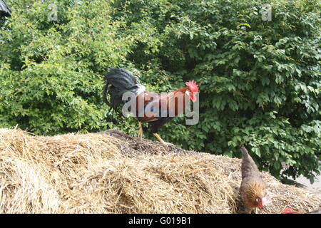 Sur le tas de fumier de poulet Banque D'Images