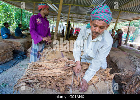 Un marché d'étanchéité du tabac est travailleur travaillant dans côté village de manikganj, au Bangladesh. Banque D'Images