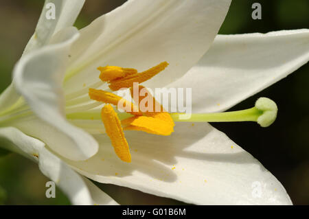 Madonna lilly Banque D'Images