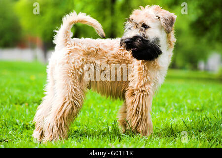 Irish Soft Coated Wheaten Terrier rester sur l'herbe Banque D'Images