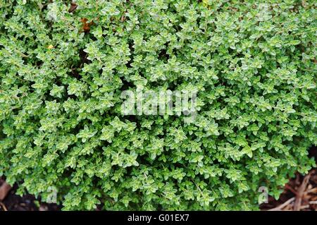 Le thym plante poussant dans le jardin d'herbes Banque D'Images