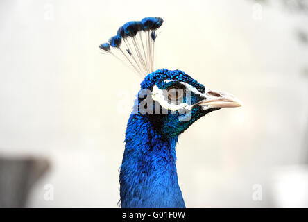Portrait : le mâle de peacock close up Banque D'Images