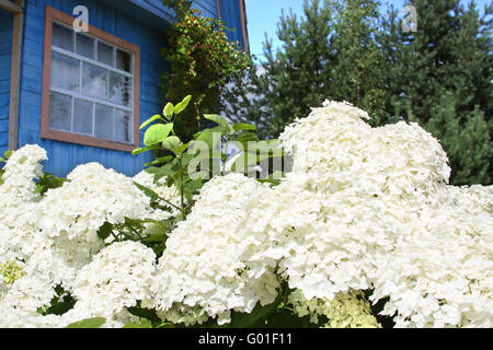 Les buissons d'hortensias devant les fenêtres des maisons de banlieue Banque D'Images