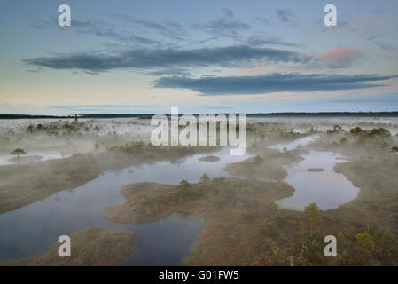 Matin brumeux dans la tourbière à Endla nature reserve Banque D'Images