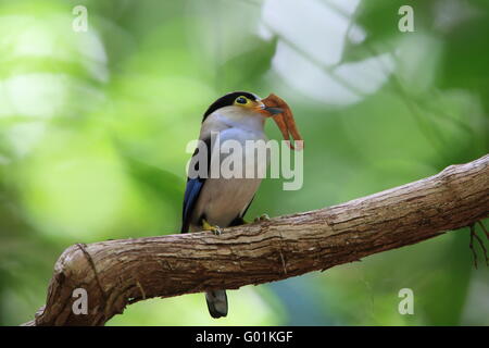 Silver-breasted (Serilophus Broadbill lunatus) dans Kaengkrachan National Park, Thaïlande Banque D'Images