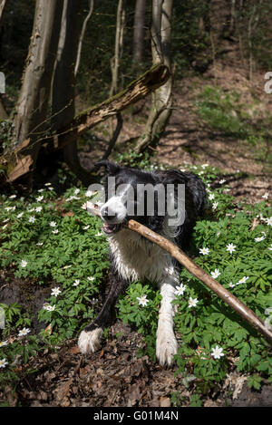 Border Collie au printemps avec les Anémones des bois en bois au premier plan. Banque D'Images