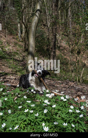 Border Collie au printemps avec les Anémones des bois en bois au premier plan. Banque D'Images