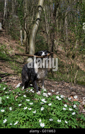 Border Collie au printemps avec les Anémones des bois en bois au premier plan. Banque D'Images