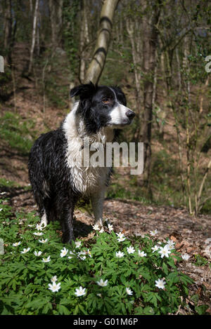 Border Collie au printemps avec les Anémones des bois en bois au premier plan. Banque D'Images