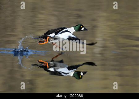 L'exécution de garrot mâle (Bucephala clangula) reflète dans l'eau de bassin surface. La région de Moscou, Russie Banque D'Images