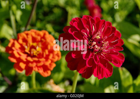 Zinnia Banque D'Images