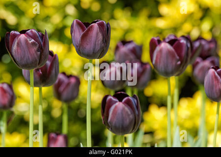 Noir-violet foncé, Reine de la nuit, les tulipes Banque D'Images