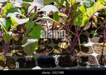 Plants de chou rouge qui poussent dans un plateau Banque D'Images