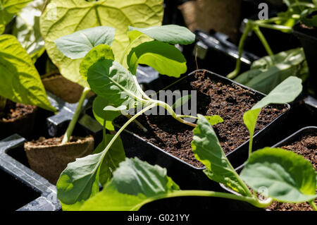 Plantules de haricots plantées dans des gousses Banque D'Images