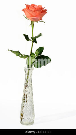 Une seule rose de couleur pêche avec des feuilles vertes et des tiges dans un vase de cristal class contre un fond blanc, pur. Banque D'Images