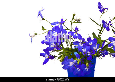 De belles fleurs (Lobelia) en bleu vase sur fond blanc studio Banque D'Images