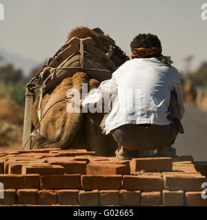 Camel avec remorque sur une rue, l'Inde du Nord, Inde, Asie Banque D'Images