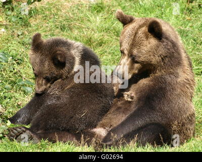 Mère ours brun ours brun avec les jeunes Banque D'Images
