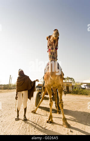 Camel avec remorque sur une rue, l'Inde du Nord, Inde, Asie Banque D'Images