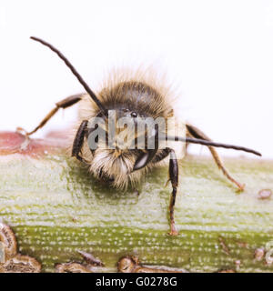 - Abeilles les abeilles maçonnes (Osmia) Banque D'Images