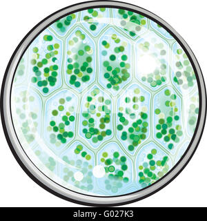La chlorophylle. Les cellules de la plante sous le microscope Banque D'Images