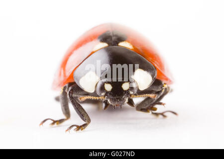 sept Banque D'Images