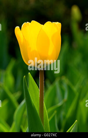 La vue en gros plan d'une seule tulipe jaune sur fond vert Banque D'Images