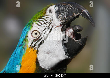 Screaming Blue and Gold Macaw Banque D'Images
