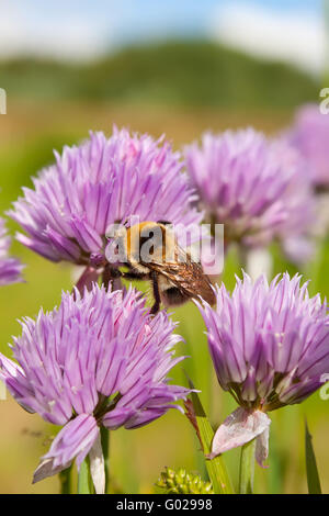 Bourdon sur une fleur pourpre 1 Banque D'Images