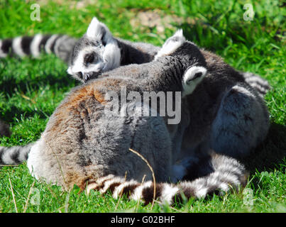 Portrait de deux lémuriens (ring-tailed Lemur catta) Banque D'Images
